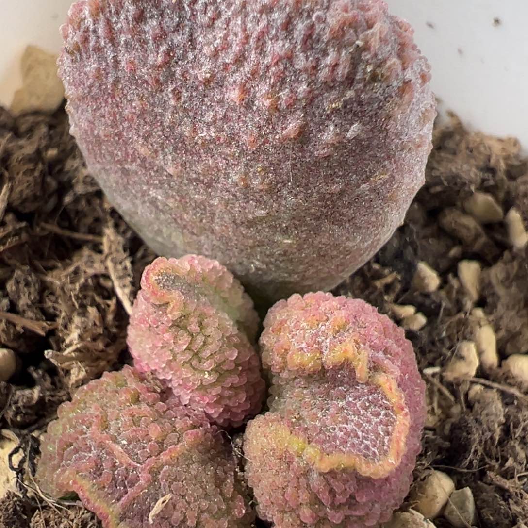 实生底叶苗纹路款多肉植物水泡