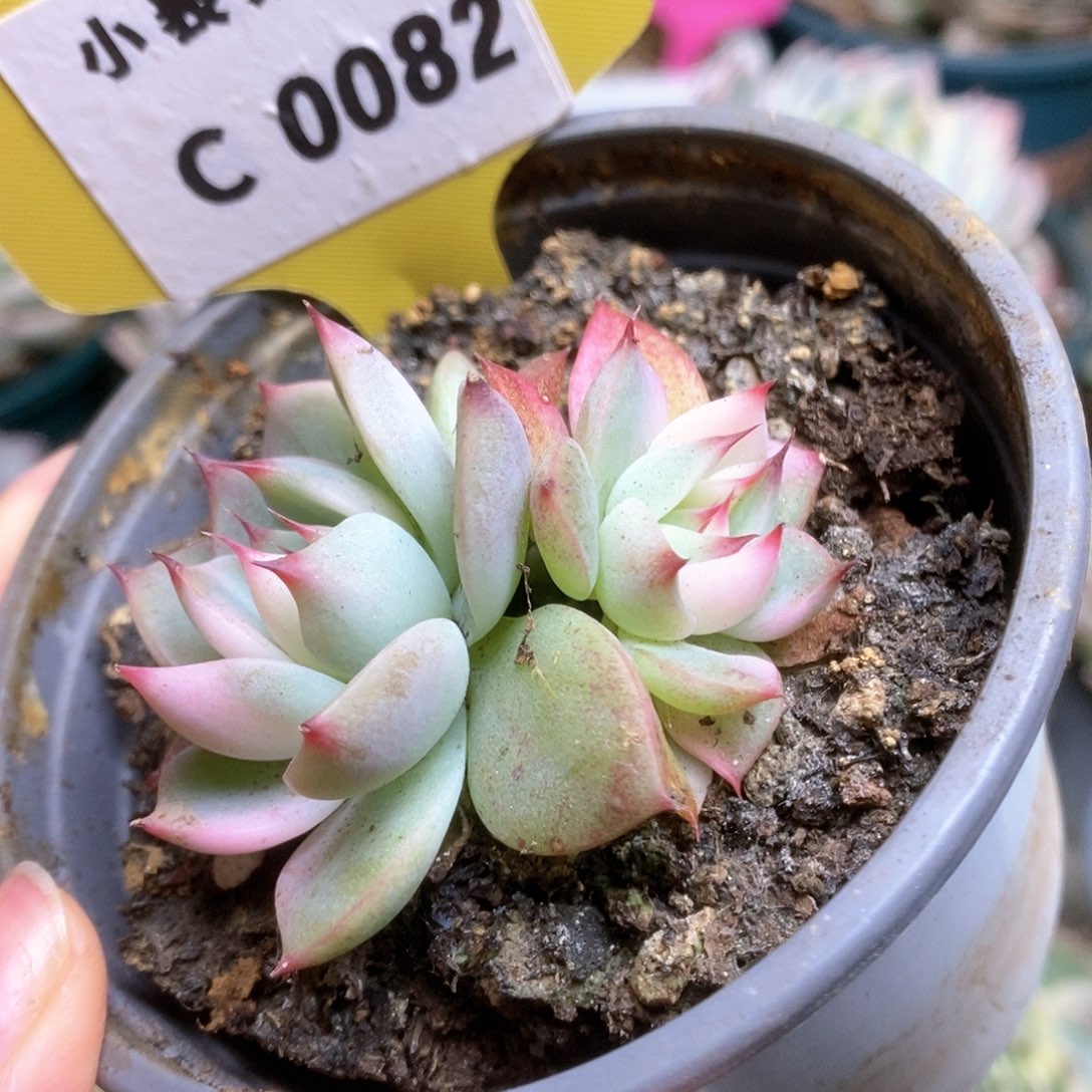 082锦锦锦锦锦锦锦锦锦