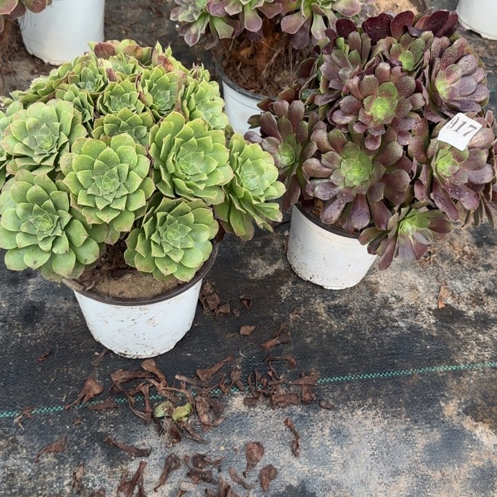 917万圣节➕欧紫包邮。              