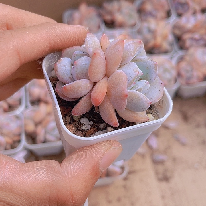 精品梦露杂多肉植物