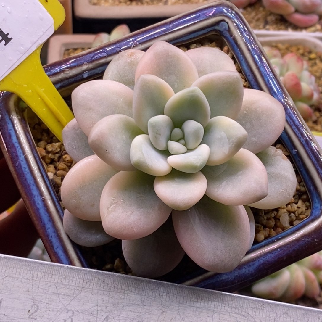 824洛神富轮锦多肉植物