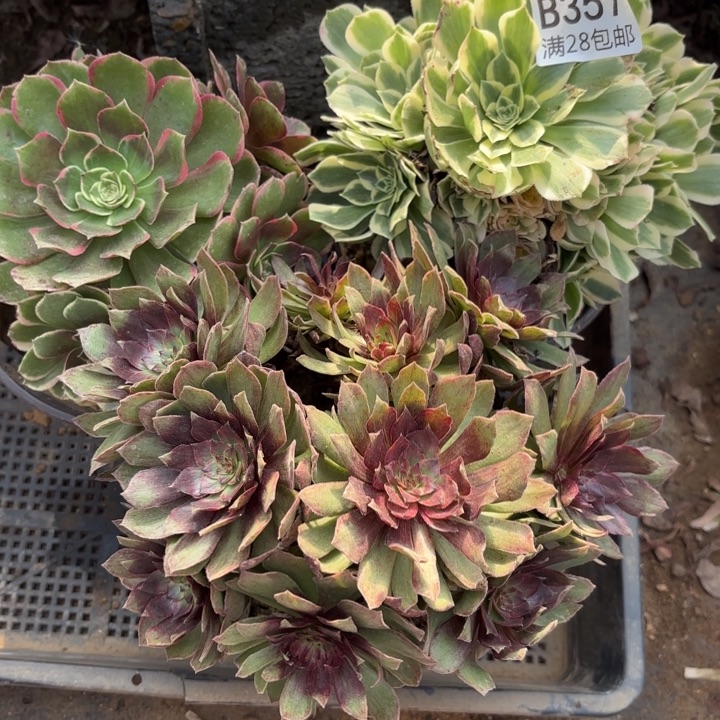 3颗多肉处理不包断头357