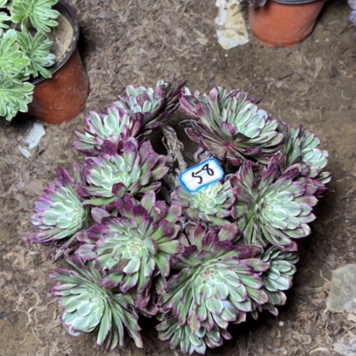 【闪购商品】多肉植物粉墨58
