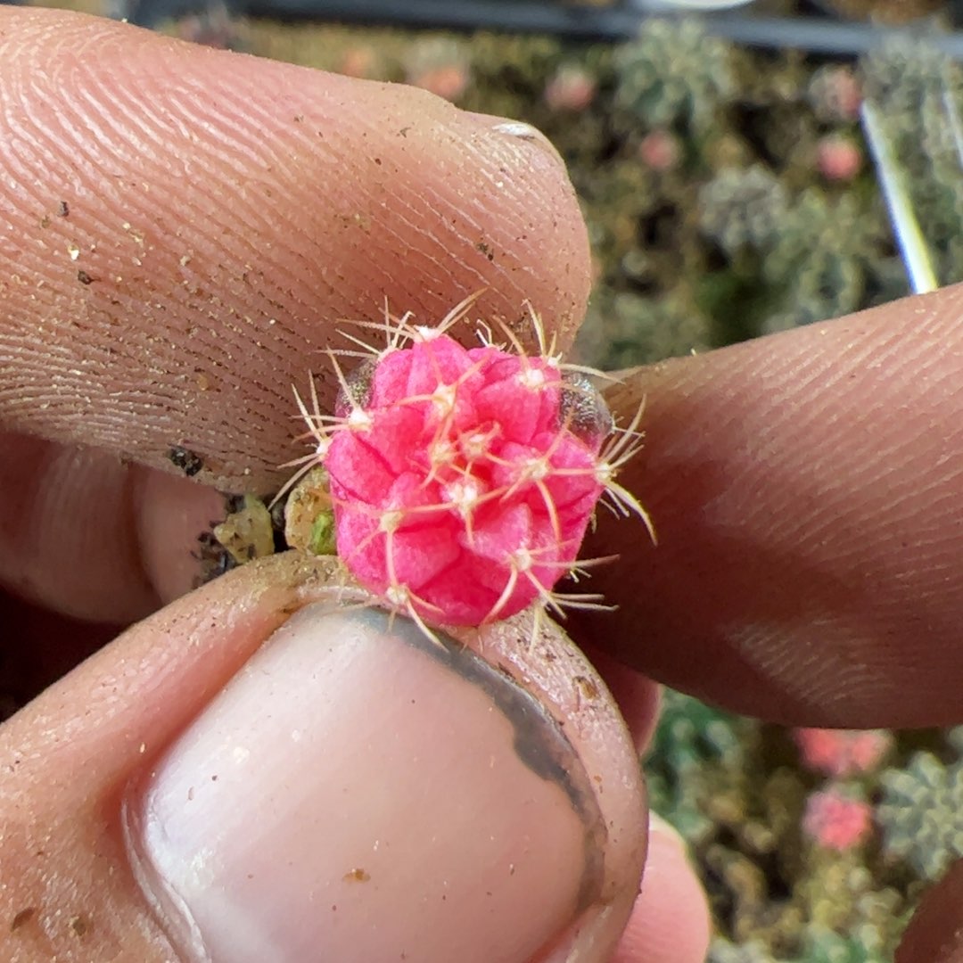 当前无花栽培后可以开花947