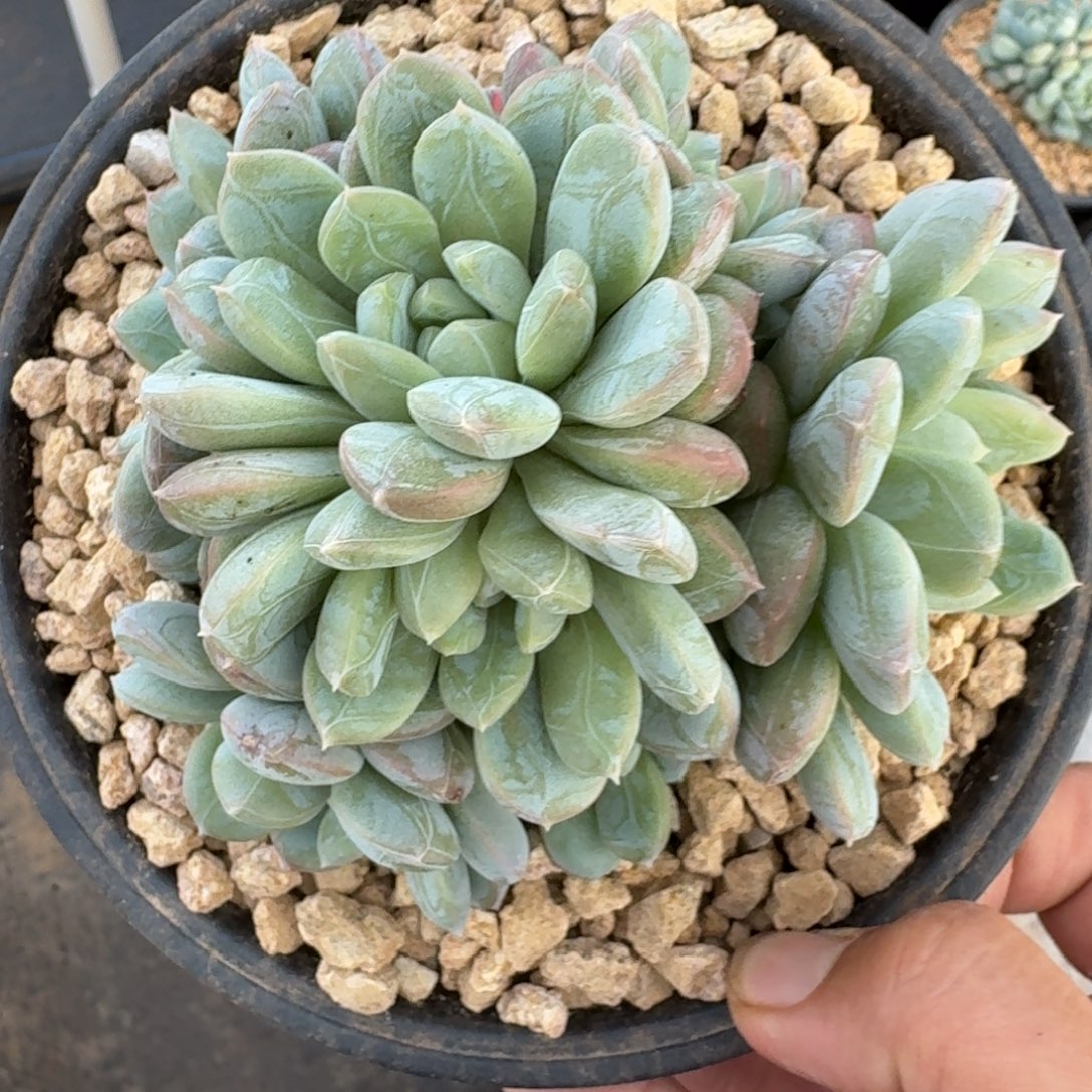 百达翡翠 群生  一物一拍