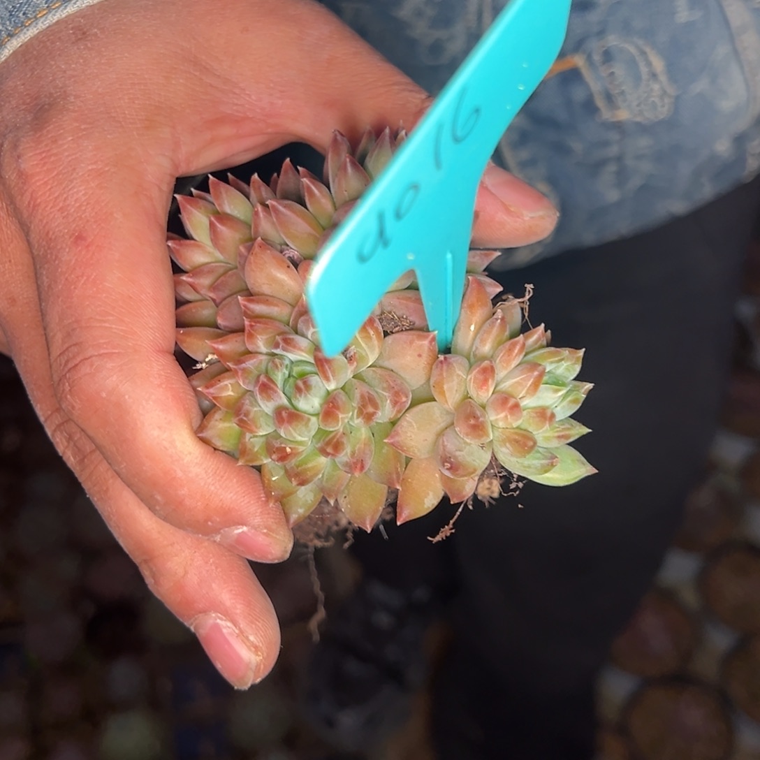 9016号晚上多肉植物群生吃