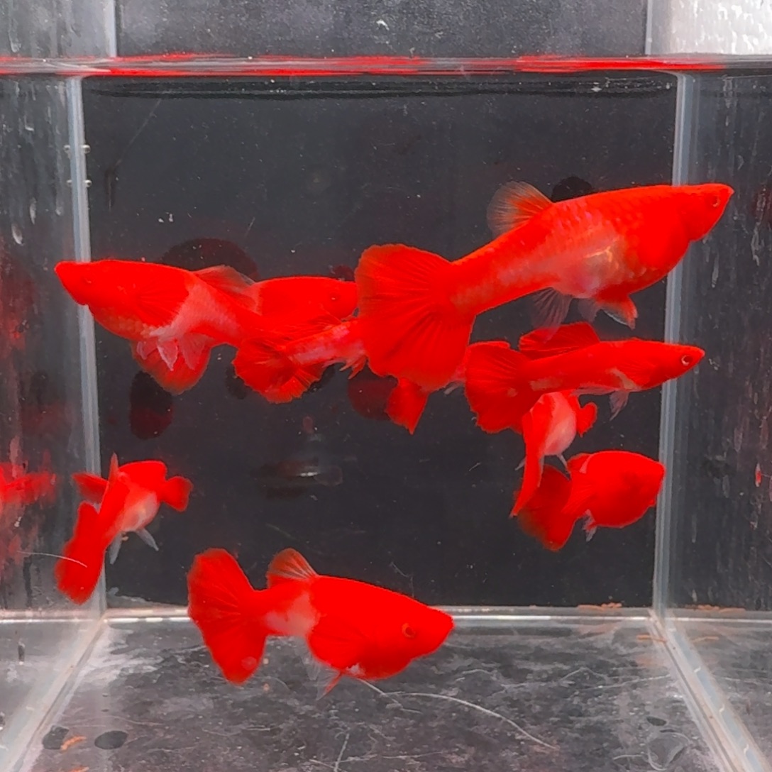 孔雀鱼双分水3公7母