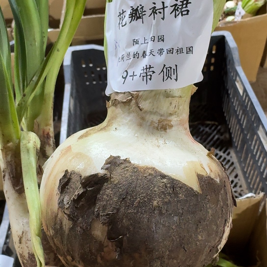 花瓣衬裙9+带侧闪购