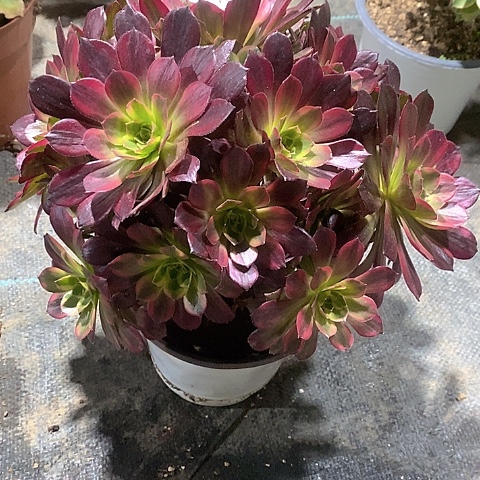 640水果糖多肉法师