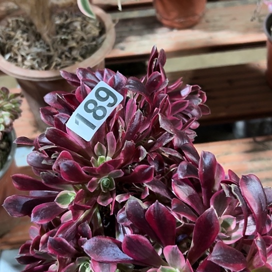 运***多肉植物子一个美杜莎189