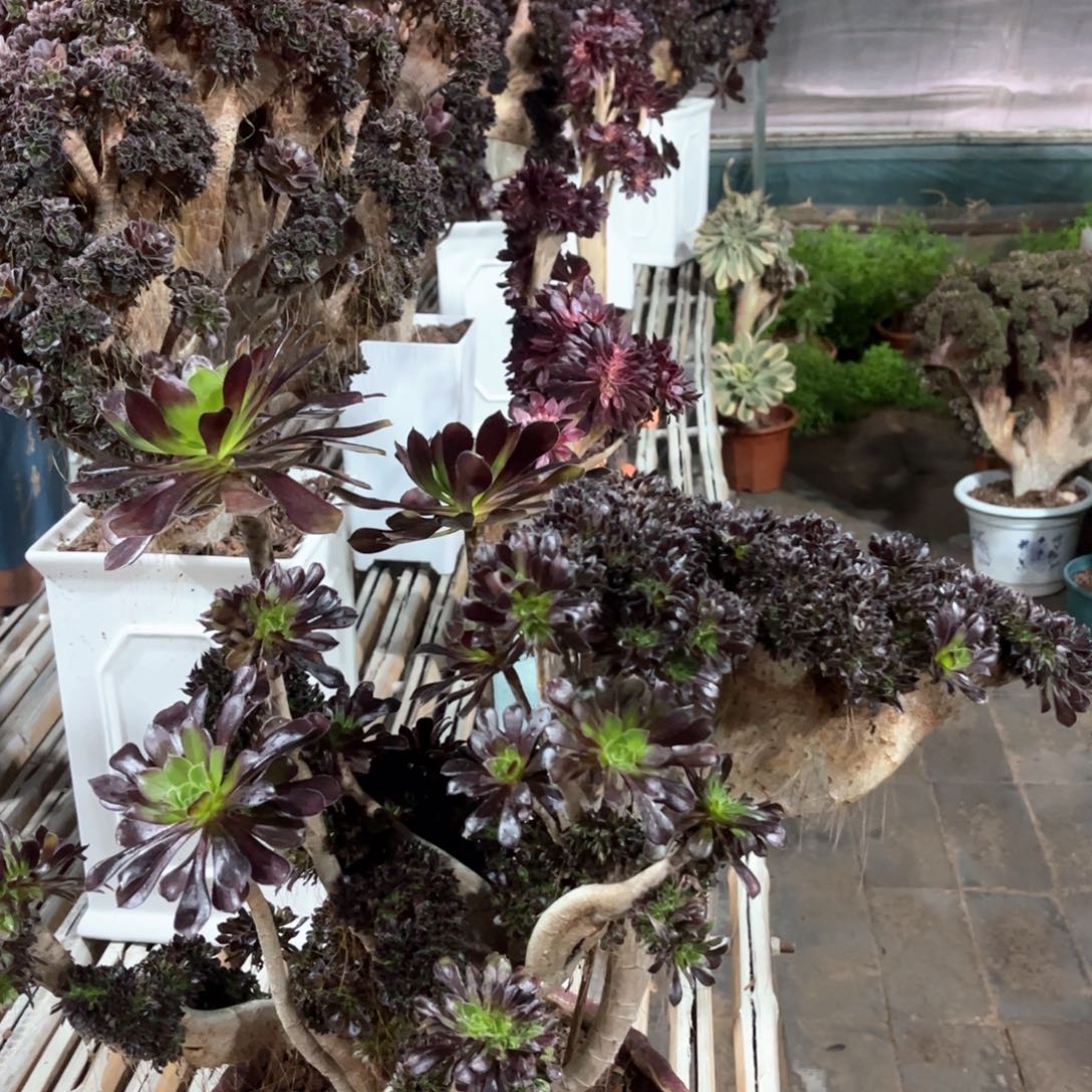 黑法师妖桩精品福利