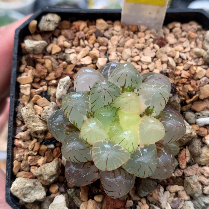 【闪购商品】459姬玉露