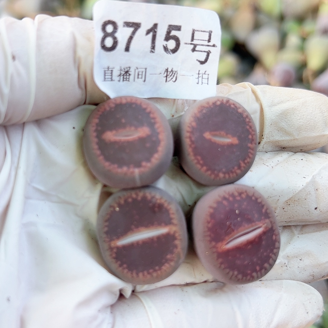 8715 好养易活生石花大母本4个2cm左右