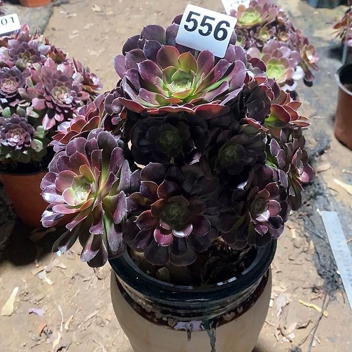 无*法师植物12345678