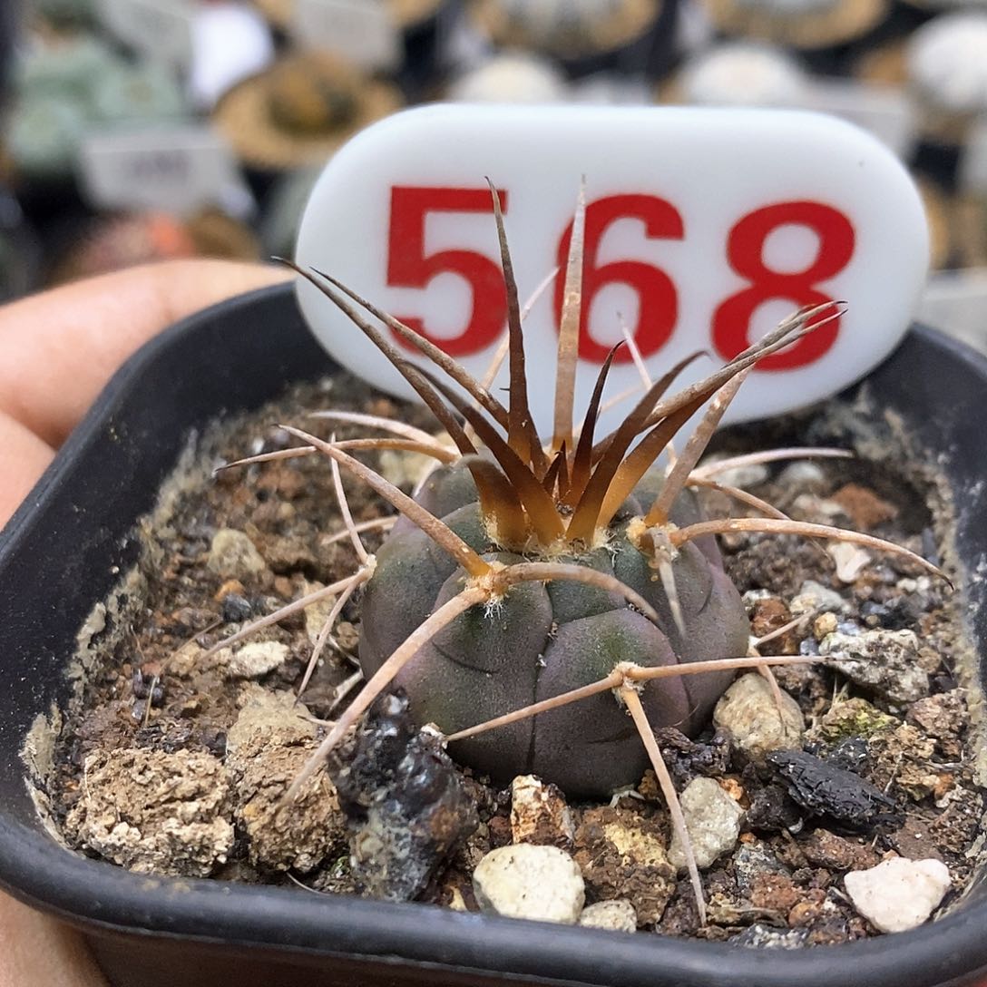 开播福利特价来了哦