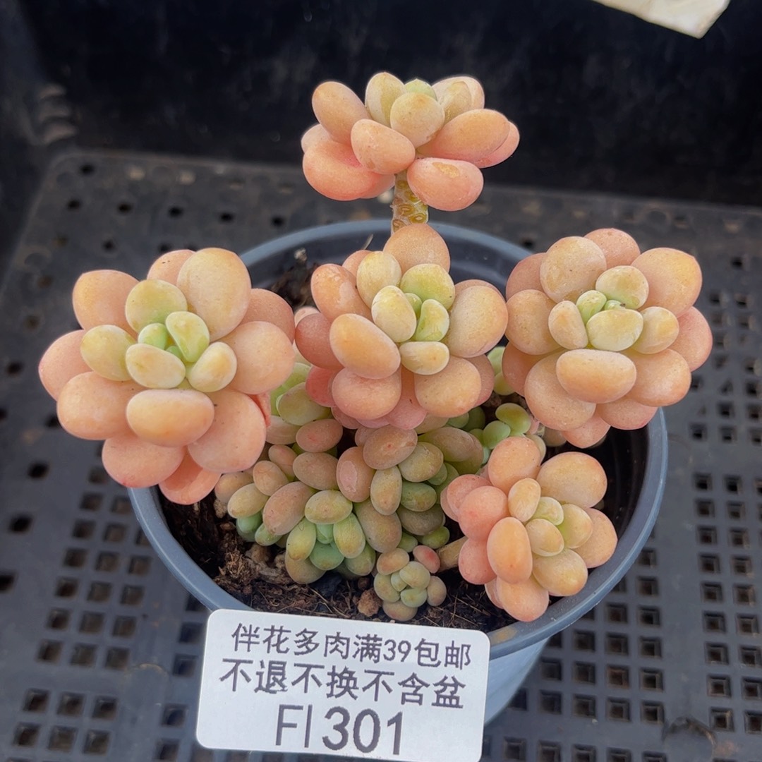 301-洛可可多肉7cm