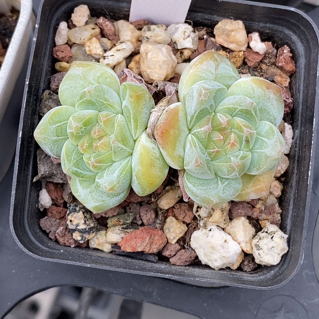 糖心30包邮非偏远