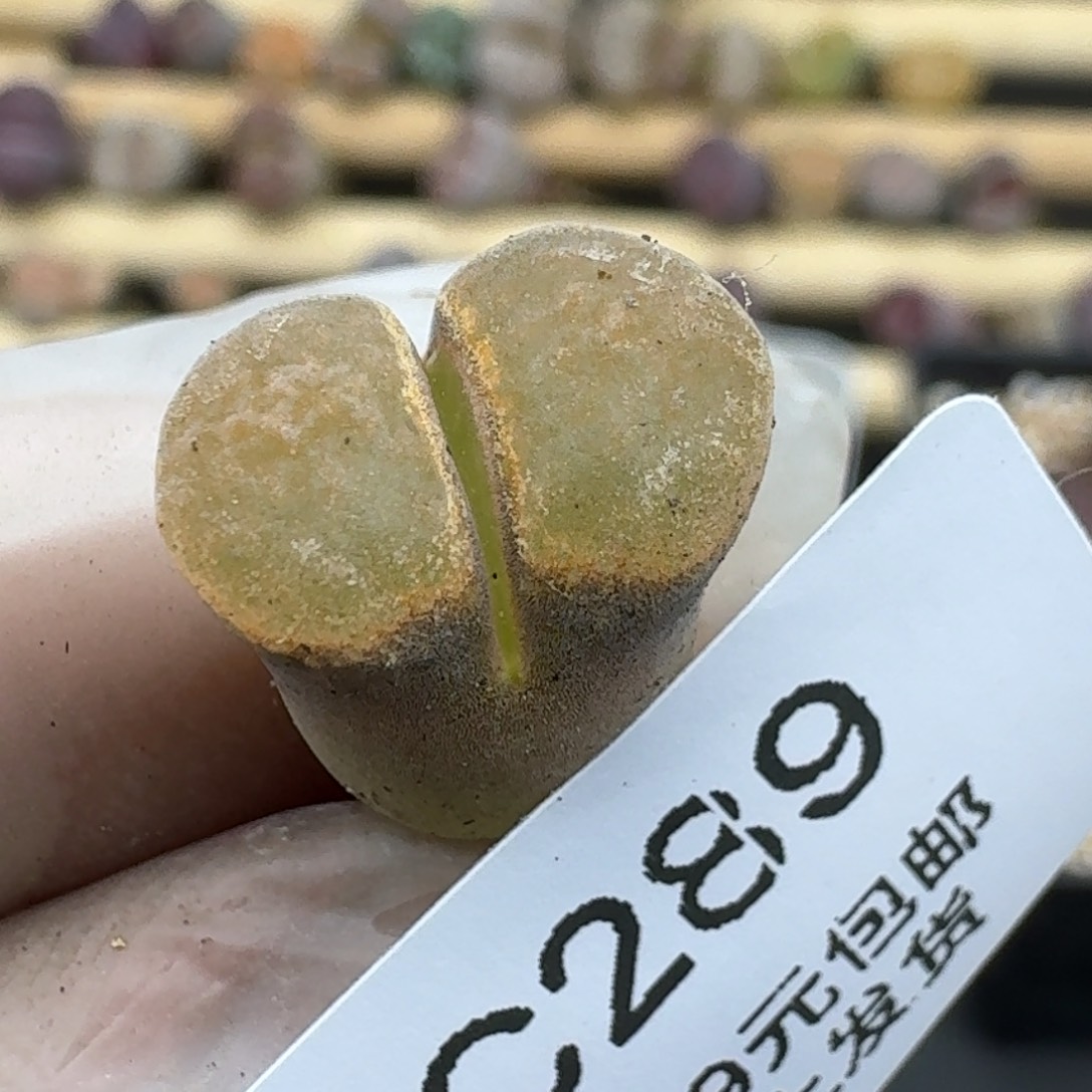 289多肉哈哈哈哈哈哈哈哈