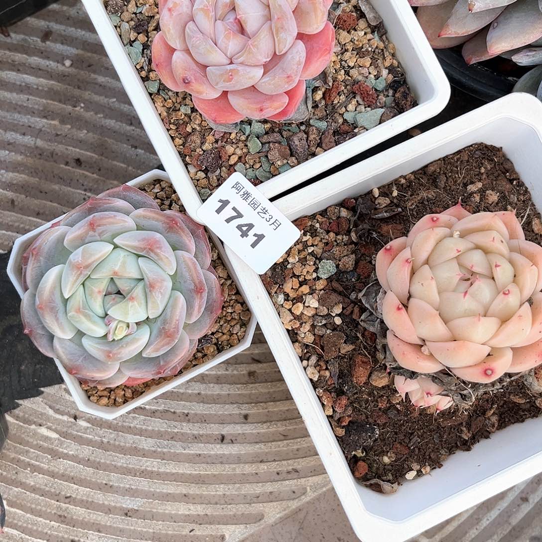 阿雅园艺。    1741