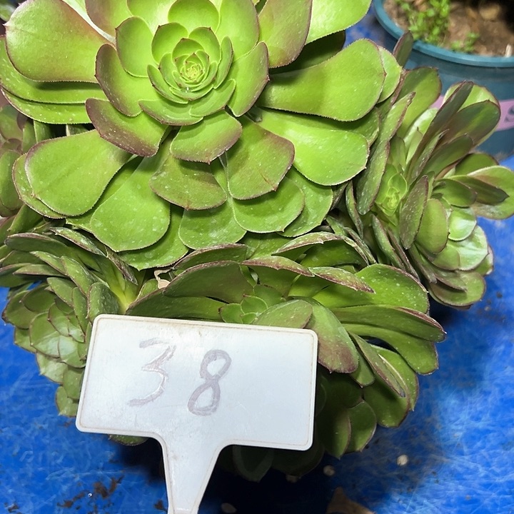 多肉植物万圣节法师