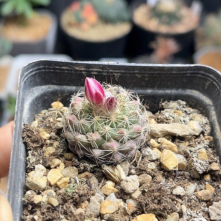 娇丽实生球一颗一物一拍