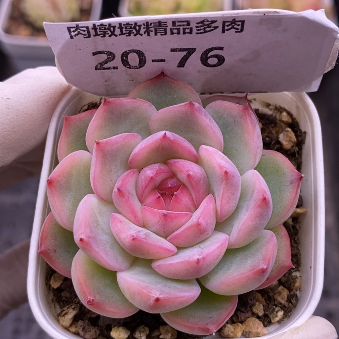 【闪购商品】20-76玉笛