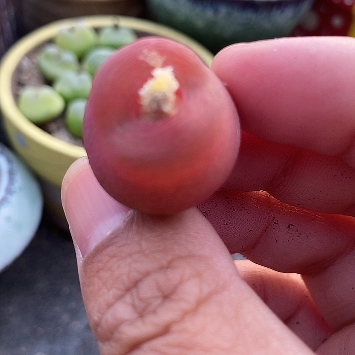 10503一颗桃子母本有伤