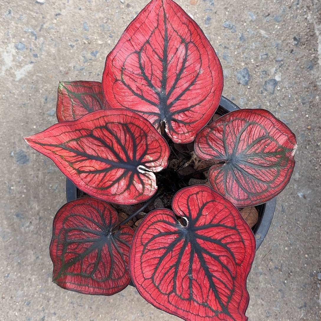 391-0125蜘蛛侠彩叶芋泰国发货