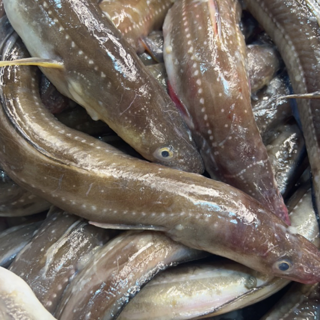 大连本地野生特大号鳝鱼，七星鳗鱼，四斤6/7条（干冰速冻顺丰包邮）