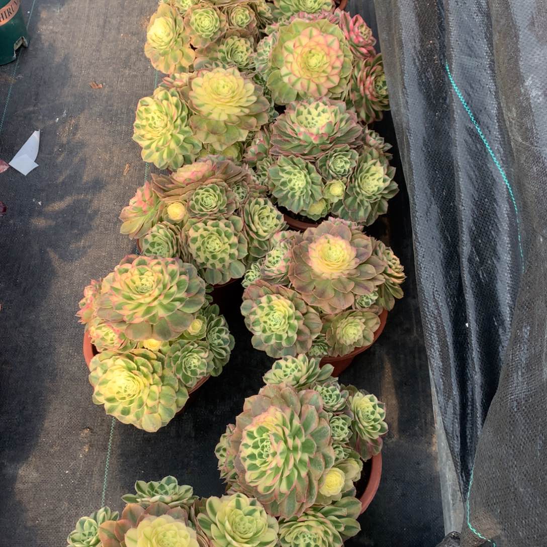 粉钻19.9朵朵朵朵毒扶贫