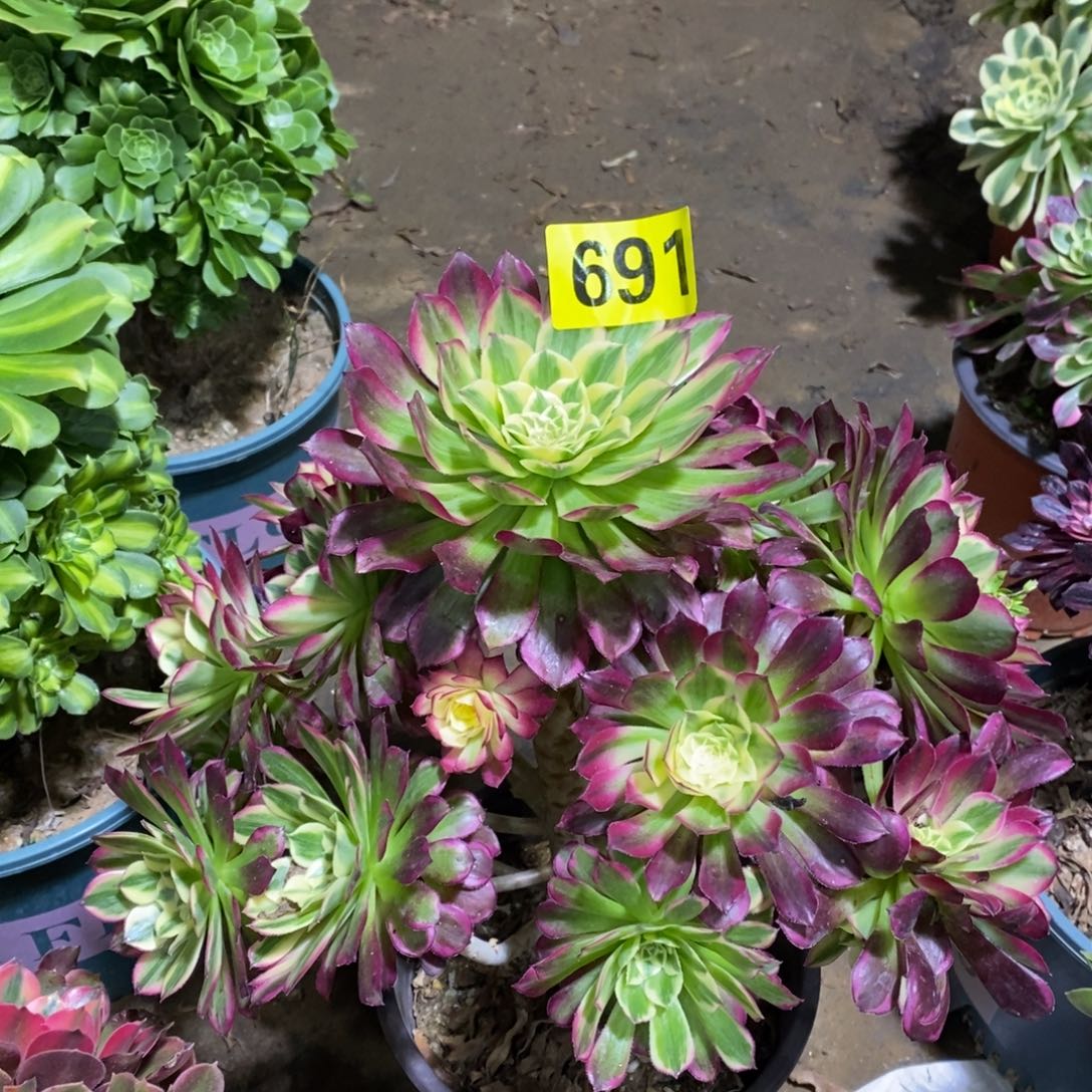 天河多肉法师691