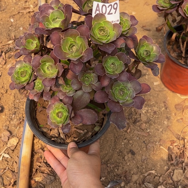 魅金玫瑰多肉植物029.