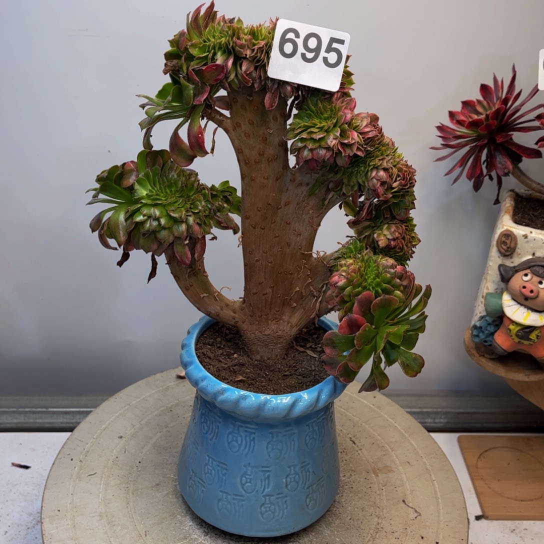 多肉植物潘帕斯缀695