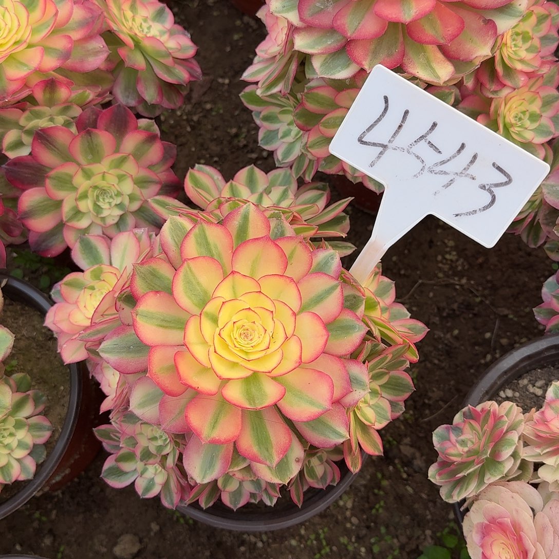 4543倾城多肉法师多肉法师