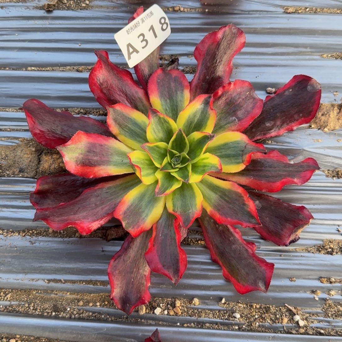 318魅影。多肉植物