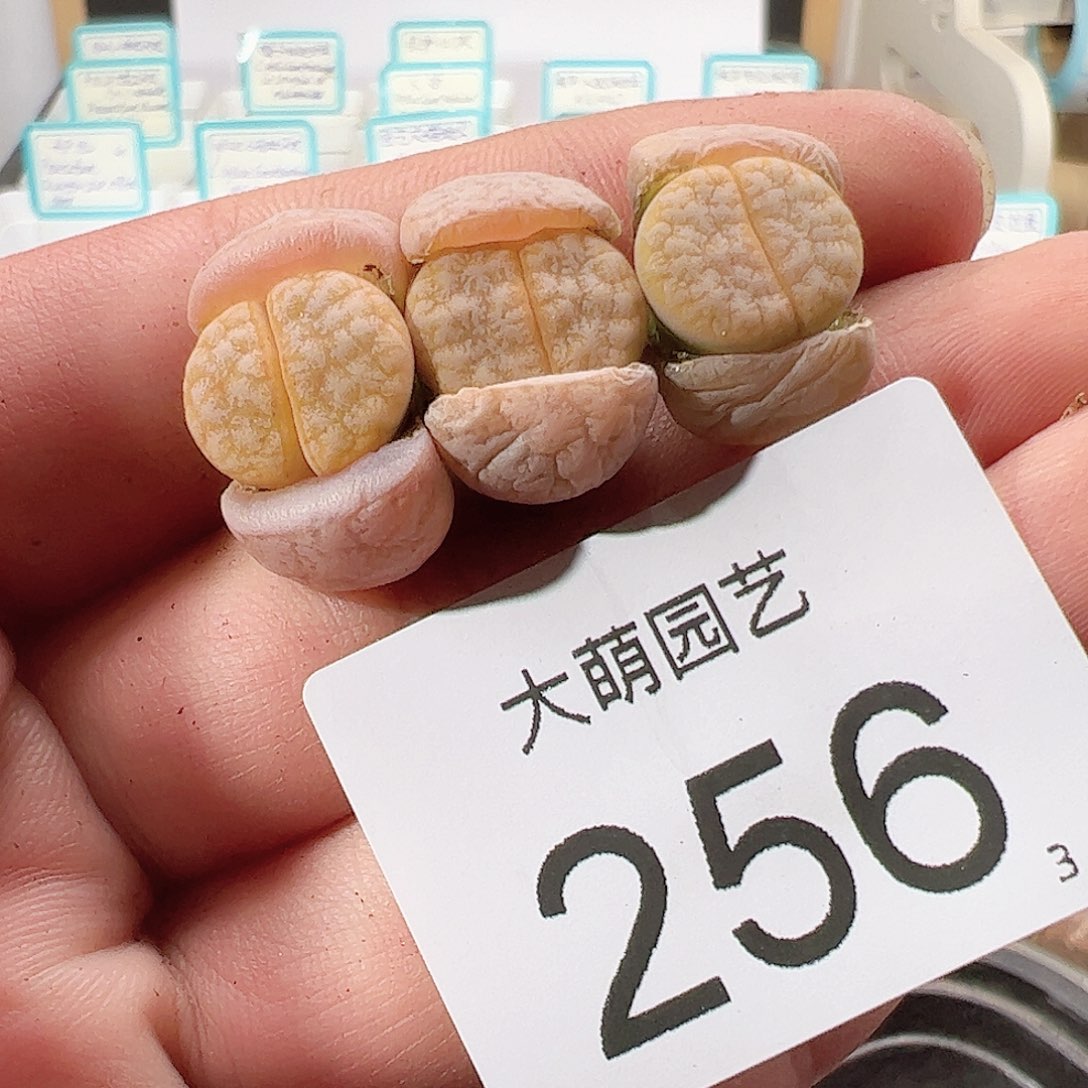 0000256 一物一拍……