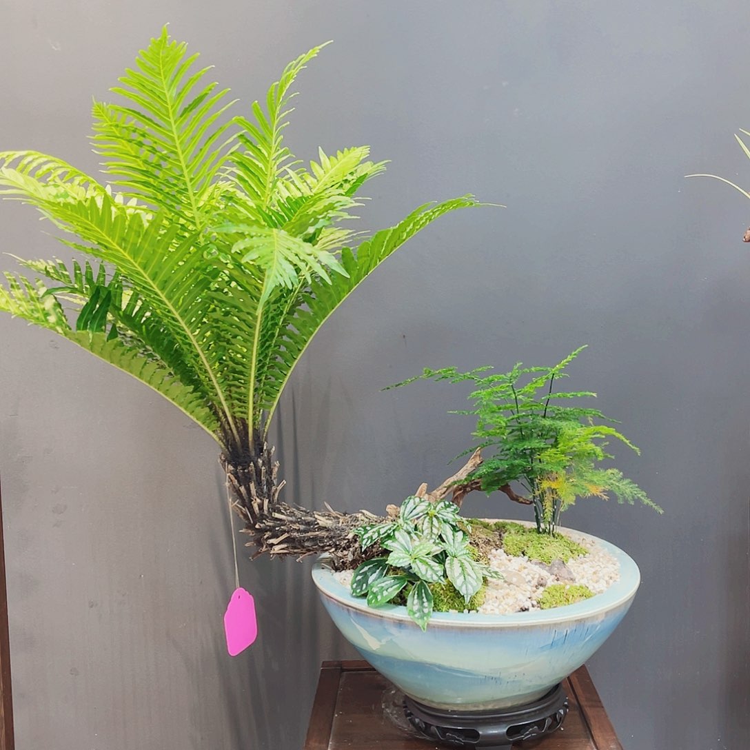 高端绿植一物一拍