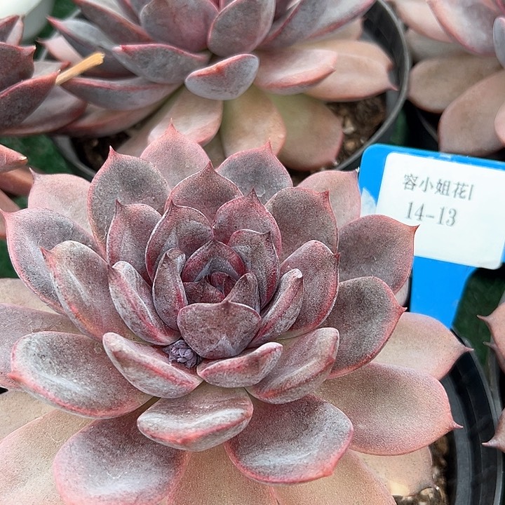 14.13黑曼巴一个脱土