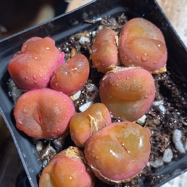 4138三头母本一颗