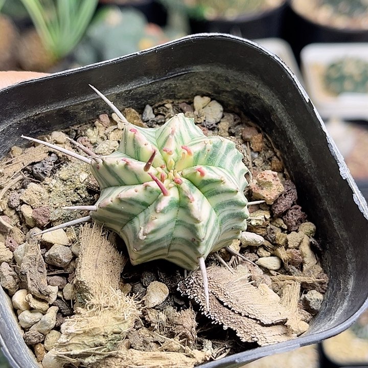 斑马锦一颗一物一拍