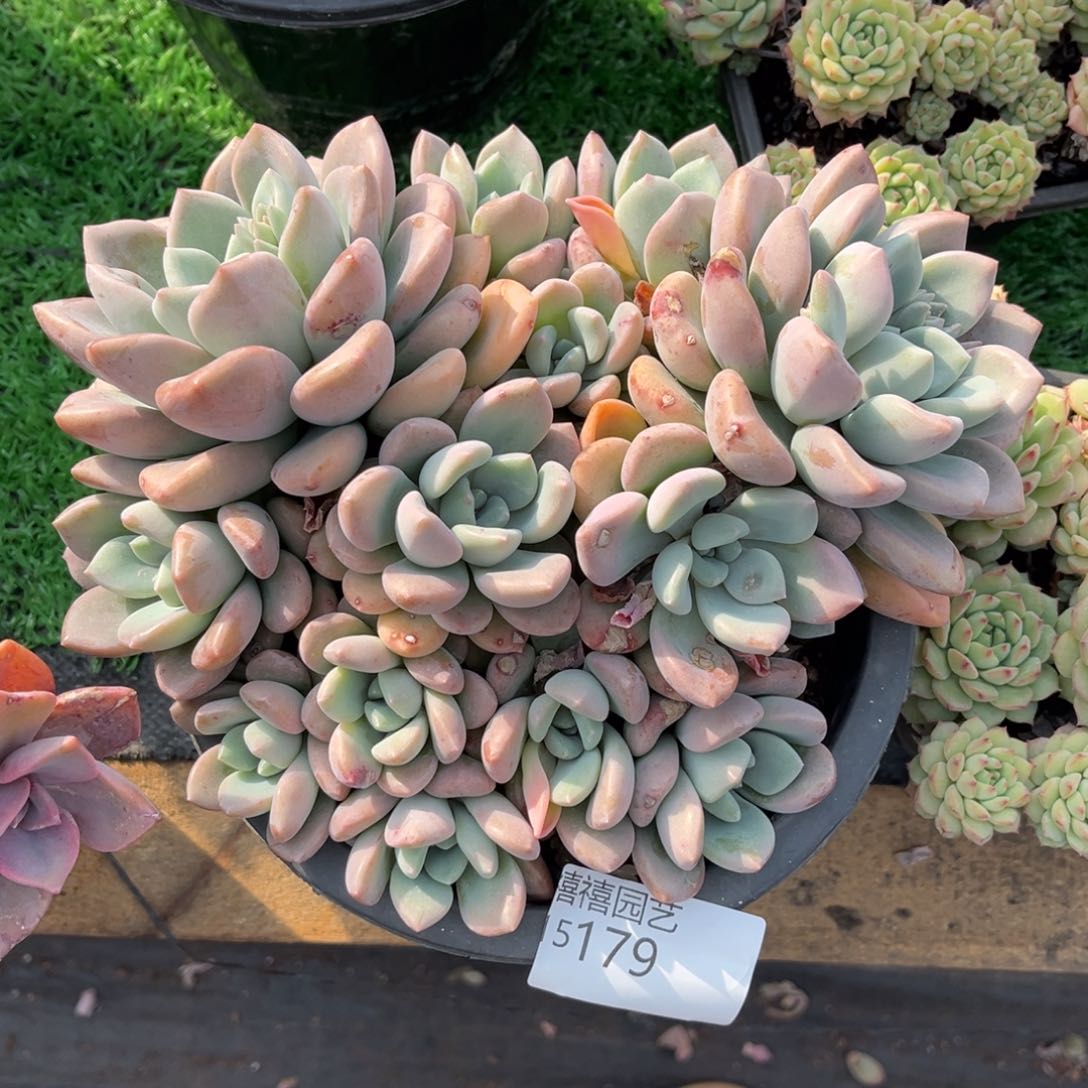 15179白鹭群多肉