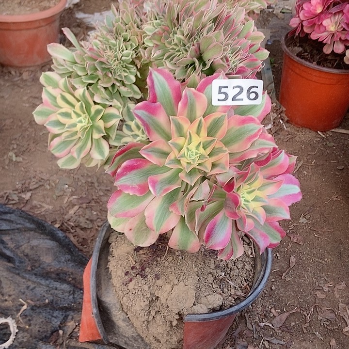 526分女郎缀化老板子法师