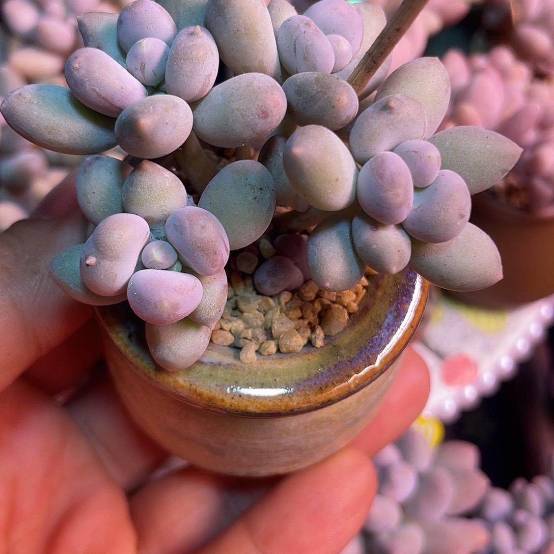 布***寳发盆发货 4口盆的