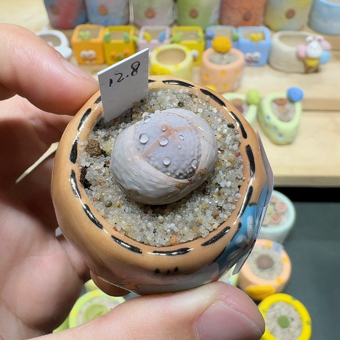 红陶蘑菇510高尔夫