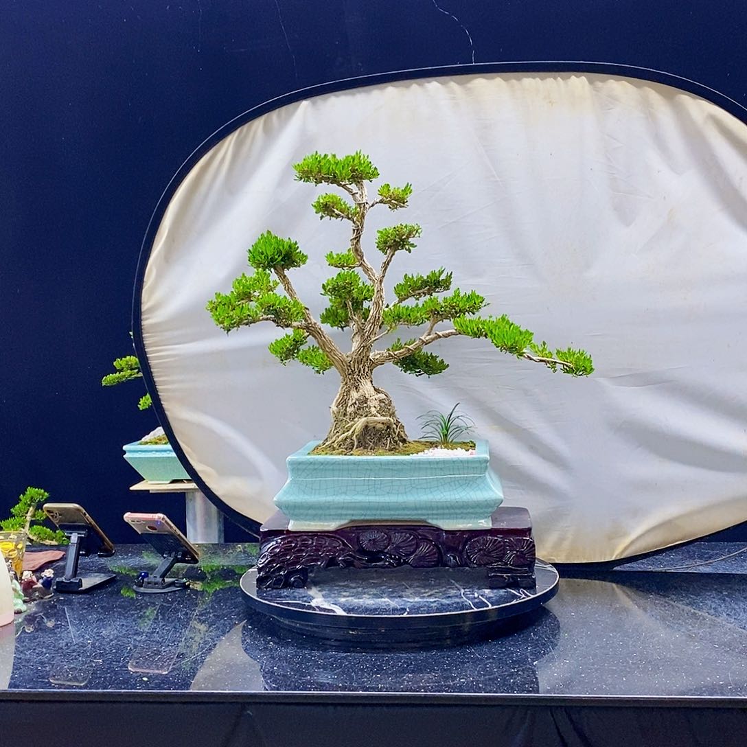 无花朵黄杨盆景造型