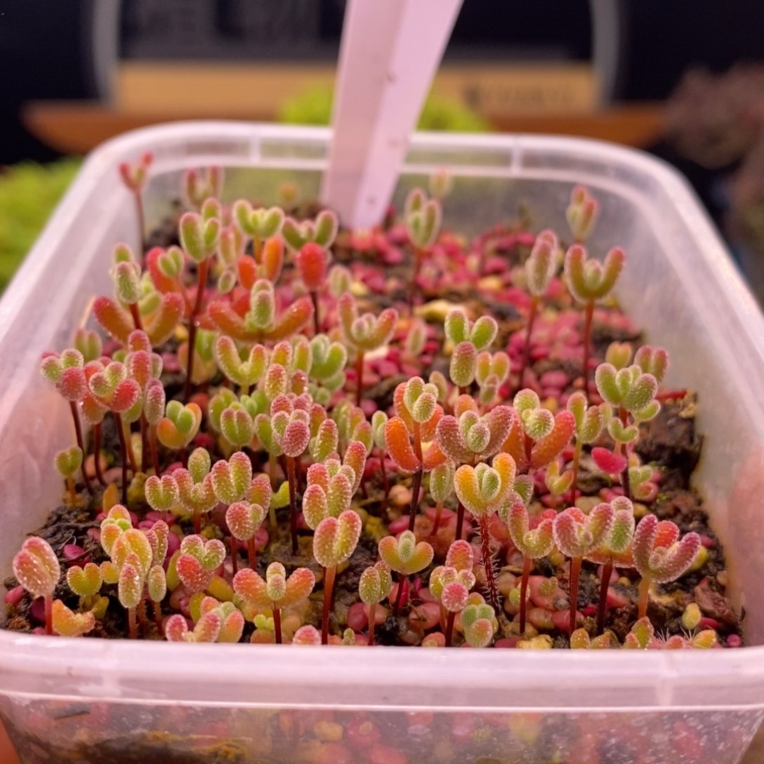 颖***颖861混合切糕。      