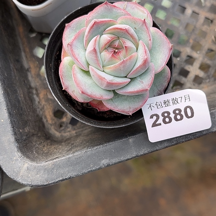 阿雅园艺。     2880