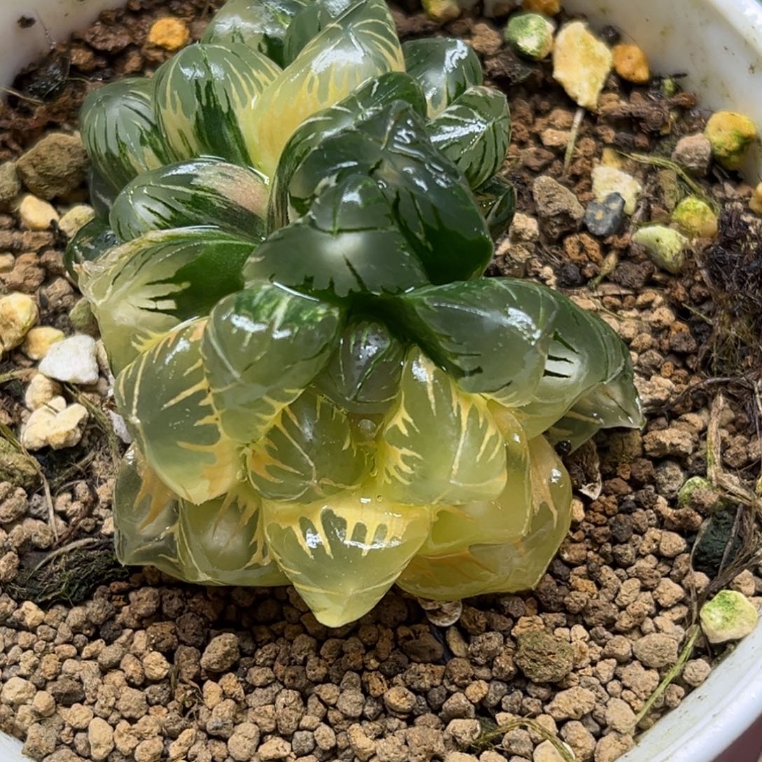 34双头老川灯芯玉露锦（糊斑趋势➕好锦）福利专场