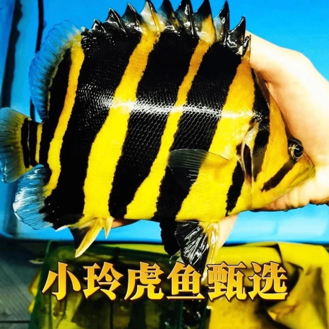小玲甄选） 活体苏虎 虎鱼 苏门答腊虎鱼 球虎 四纹虎鱼热带观赏鱼