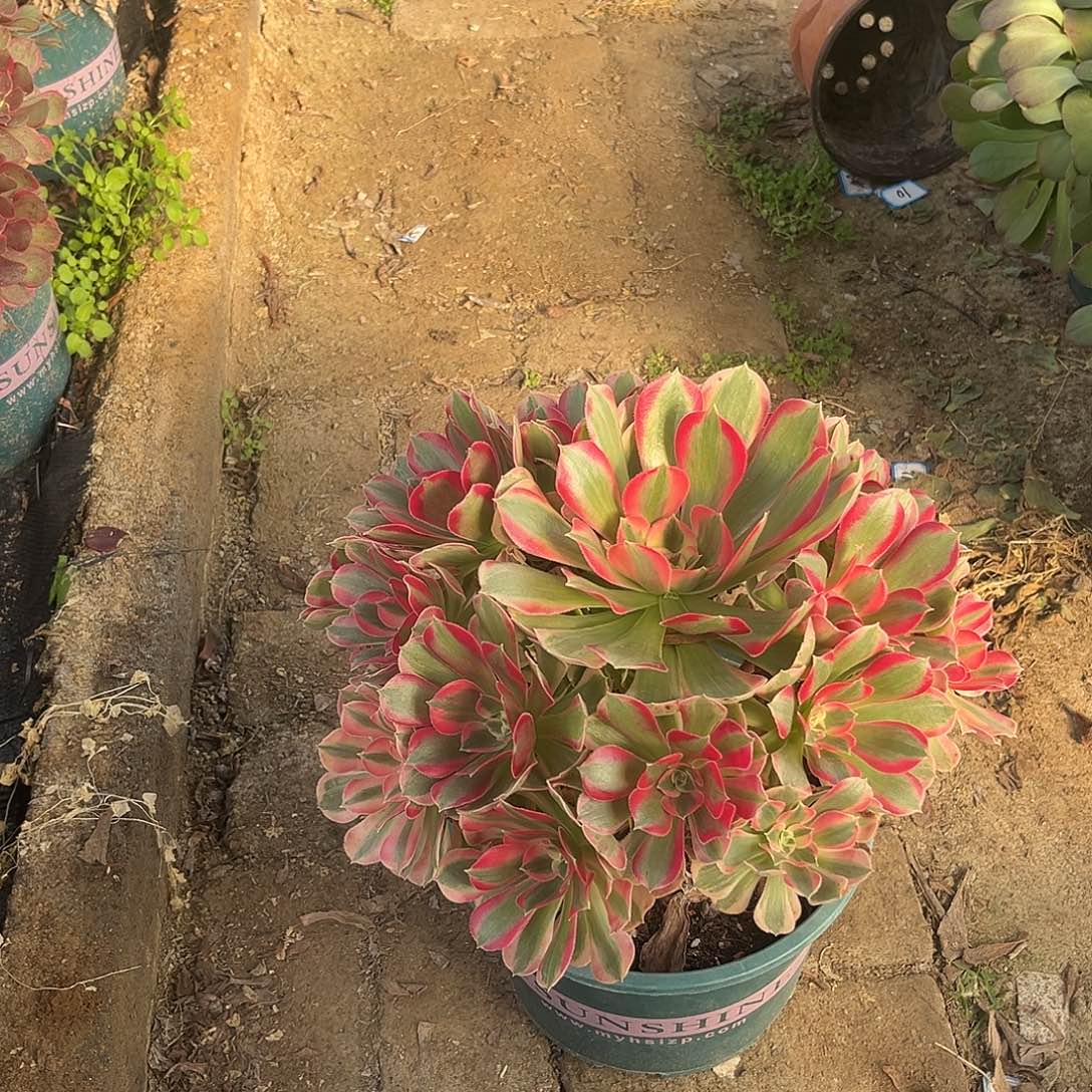 7女妖法师多破植物